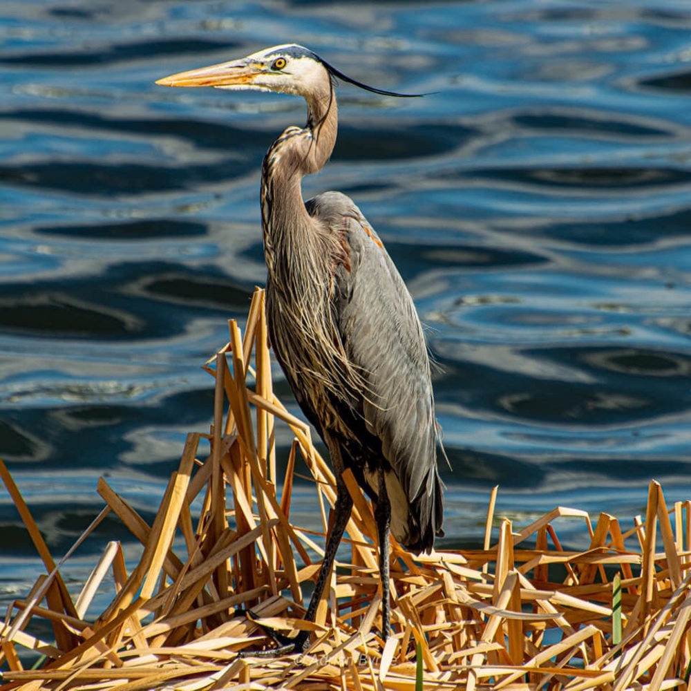 Meet your Posher, Pamela